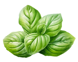 Lady Joseph – wholesale Crackers – Maxi Cracker with Basil and Olive Oil, basil cracker7