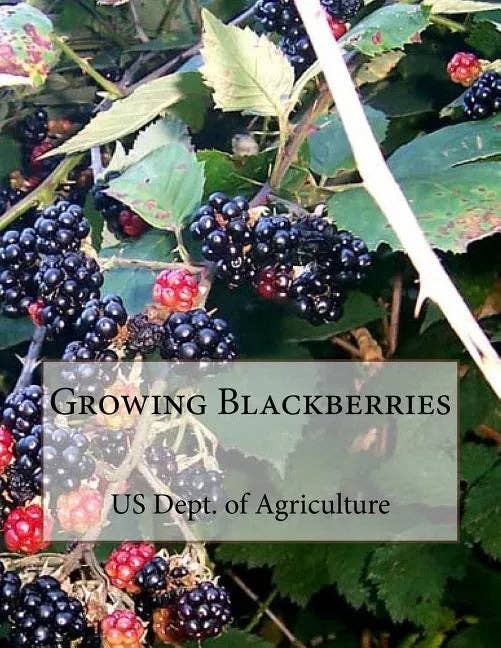 Books by splitShops - Wholesale Nature & Outdoors Book - Growing Blackberries - Paperback0