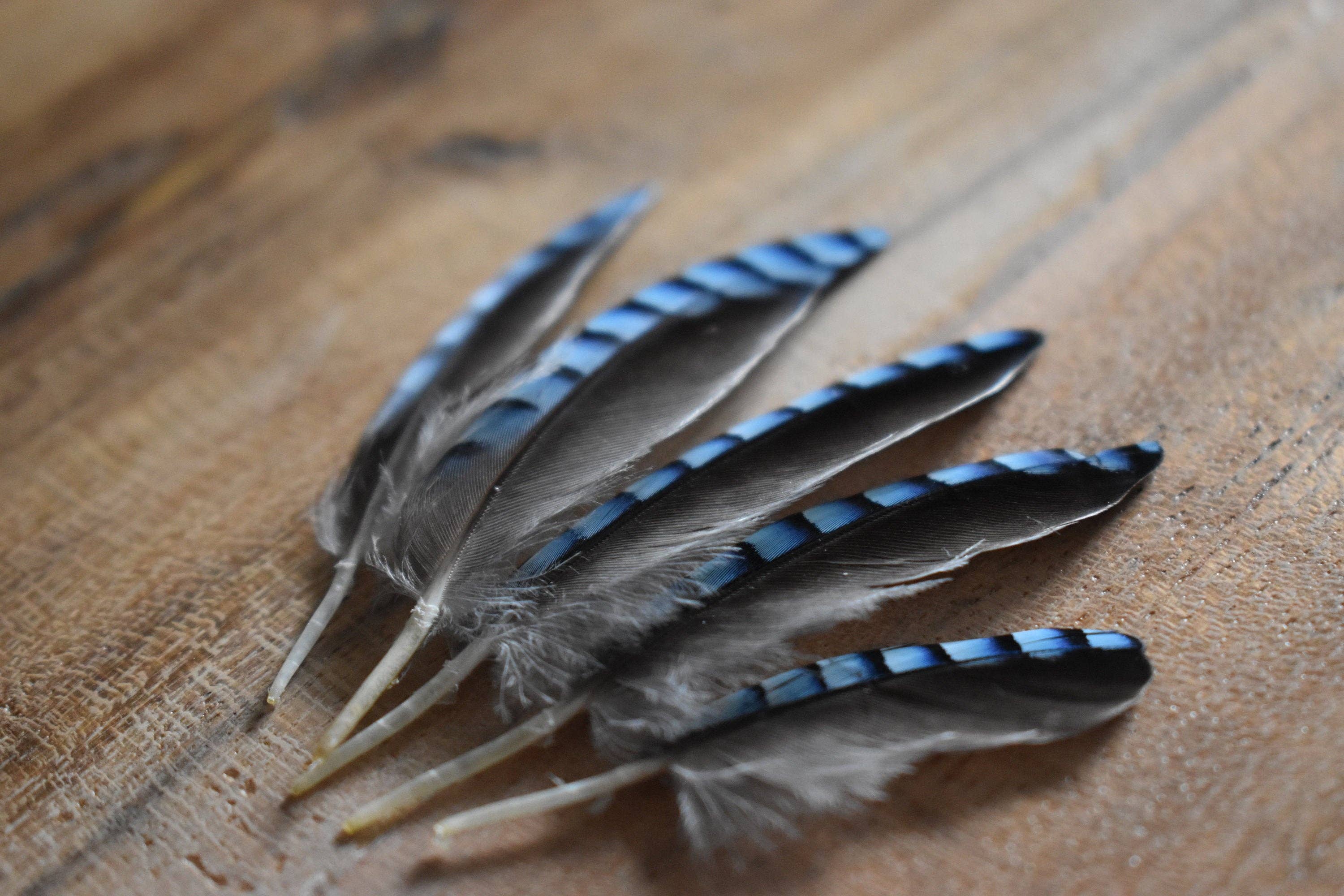 Plumes Naturelles - Wholesale Craft Supplies - Jay feathers8