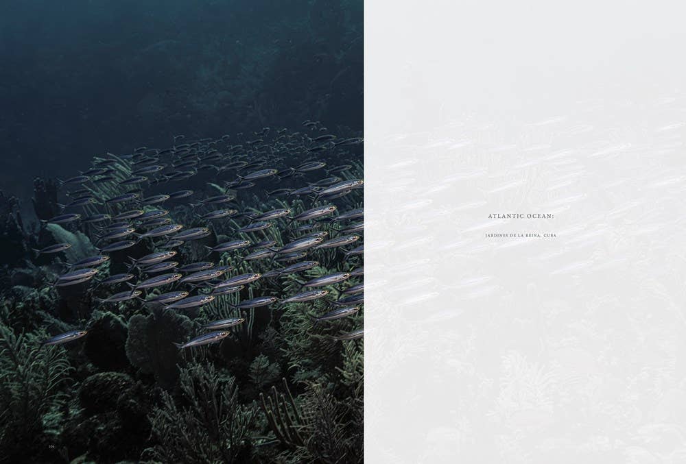 W. W. Norton - Wholesale Nature & Outdoors - Wild Ocean: A Journey to the Earth's Last Wild Coasts6