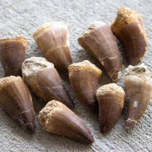 Cold River Mining - Wholesale Decorative Tabletop Object - MOSASAUR TOOTH APPROXIMATELY 1″ TO 2″- Sold By Piece1