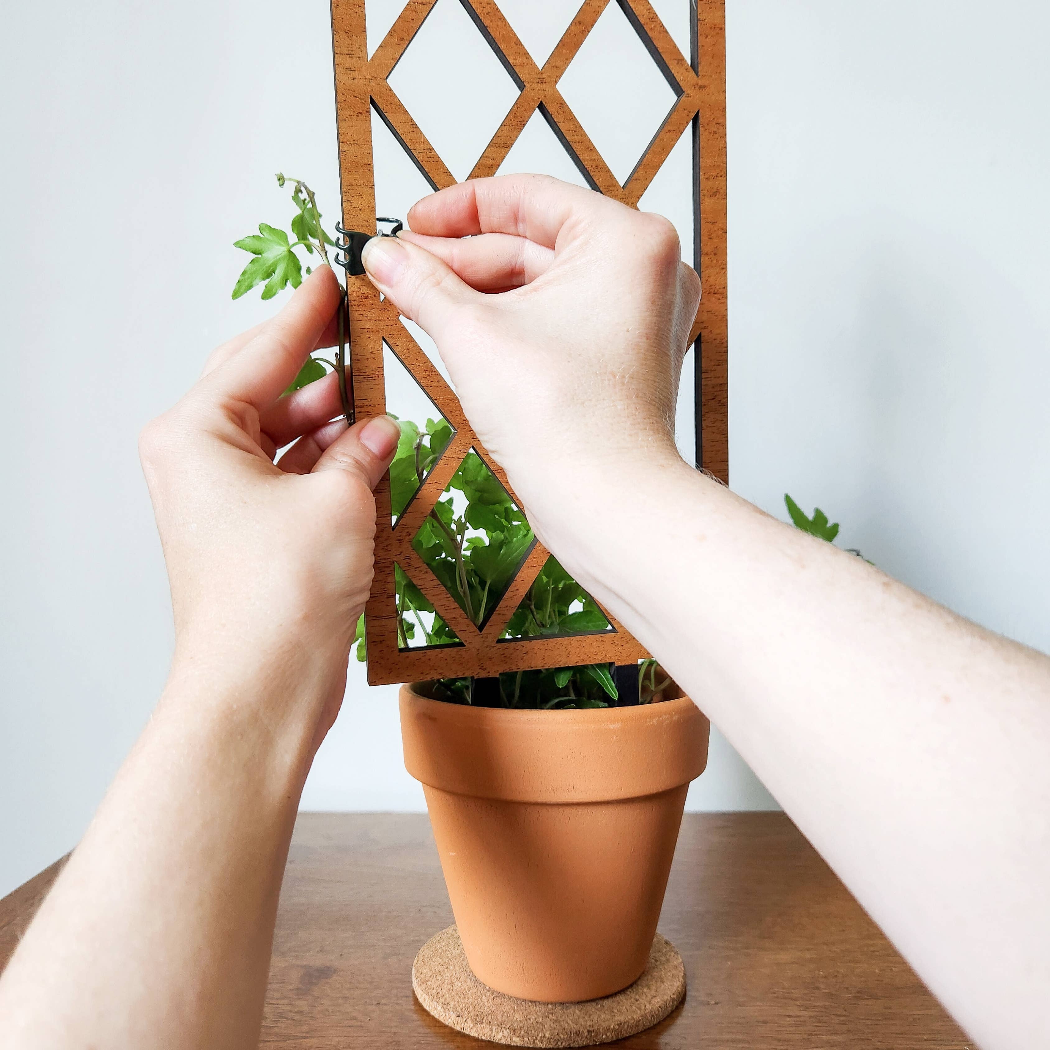 Leaf & Node - Wholesale Trellis - Lattice Indoor Wooden House Plant Trellis (2 Size Options)7