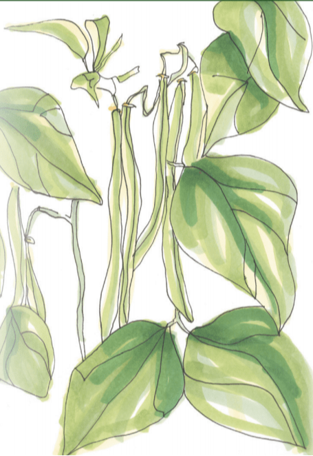 Sow True Seed - Vente Graines de plantes - Graines de haricot nain - Maxibel Haricot vert, BIO2