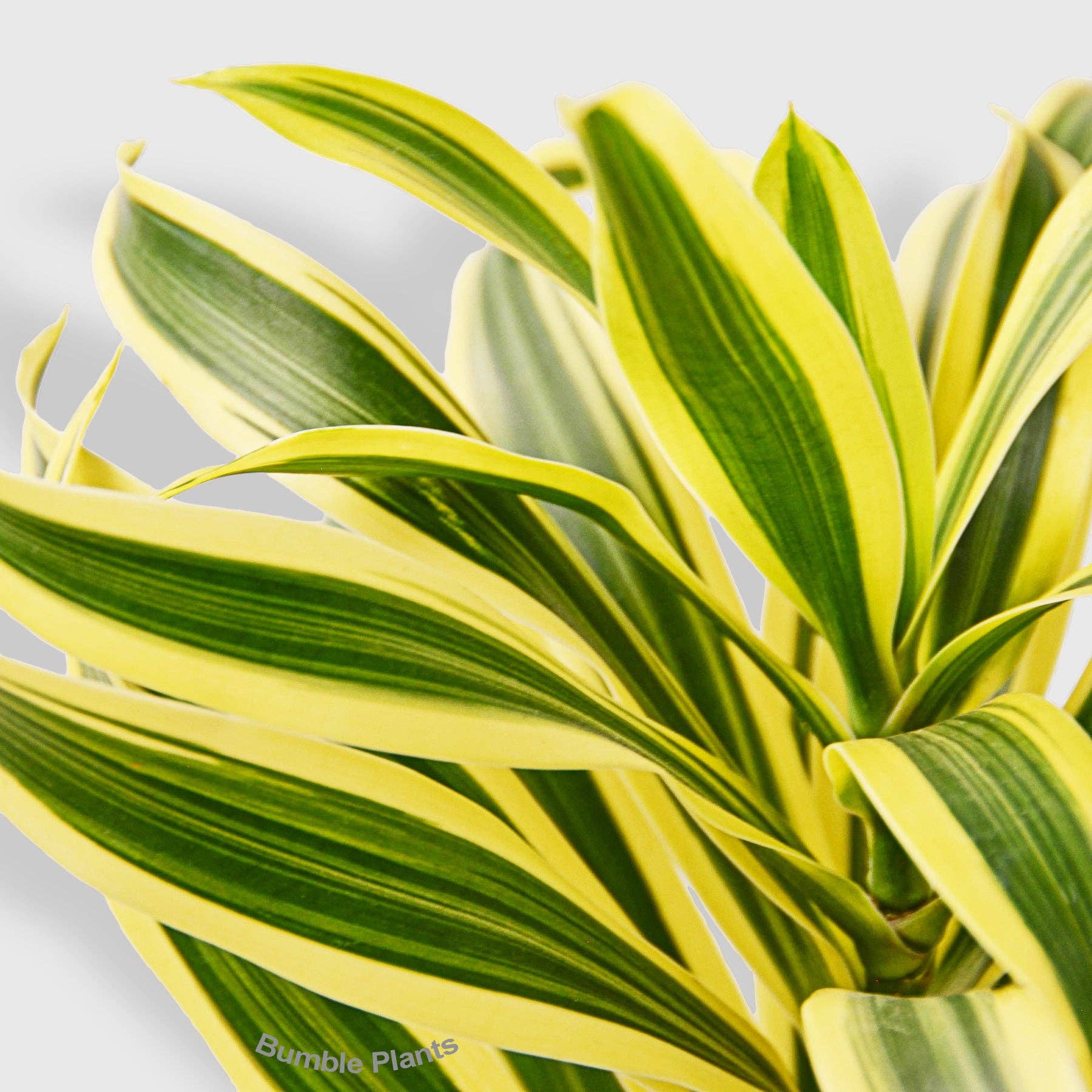 Bumble Plants - Wholesale Live Plant - Dracaena 'Song of India'1