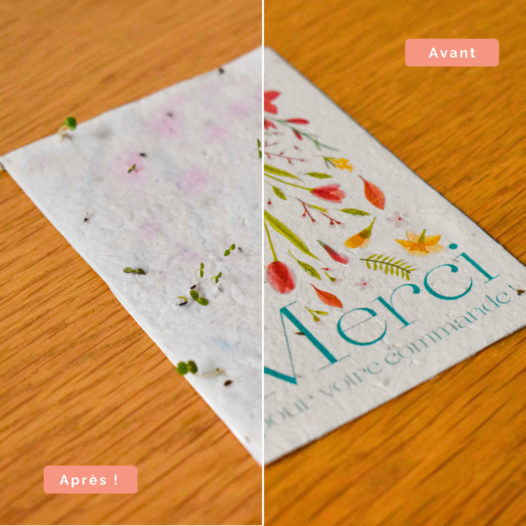 Papier Fleur - Wholesale Plant Seeds - Heart to plant - Flower fields Thank you4