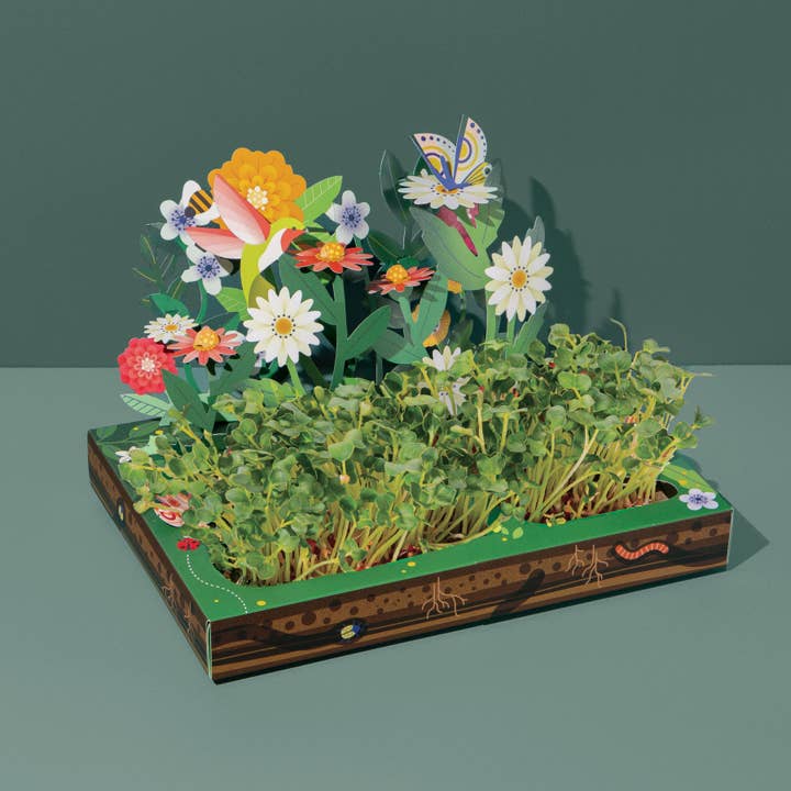 Modern Sprout - Wholesale DIY Craft Kit - Microgreens DIY Kit4