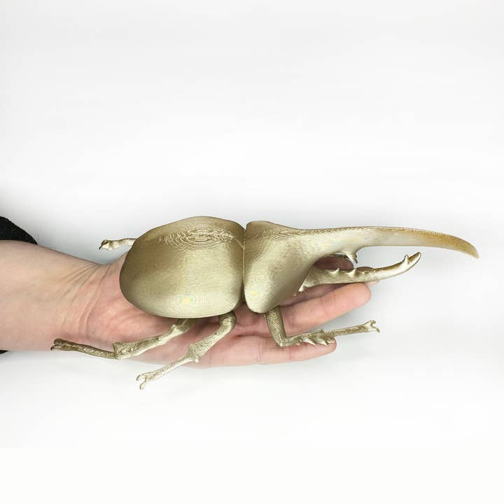 CSAcreative - Wholesale Wall Decor - Kids & Baby - Giant Beetles