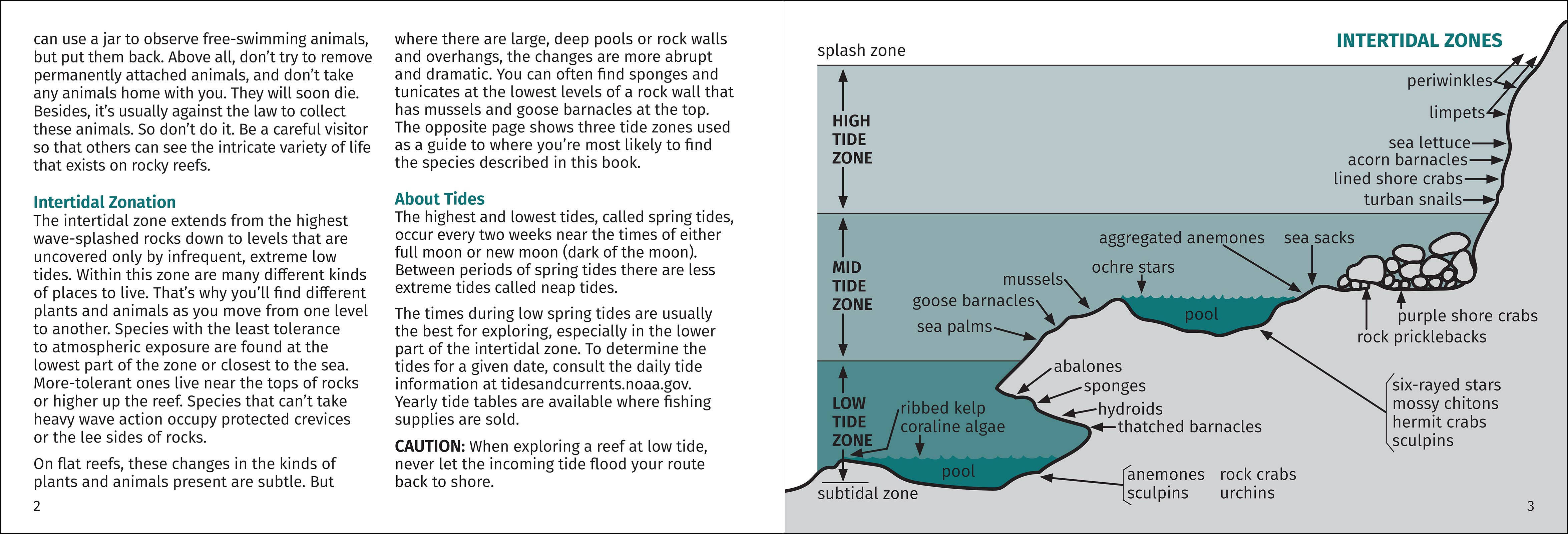 AdventureKEEN - Wholesale Nature & Outdoors Book - Pacific Intertidal Life 2nd Edition2