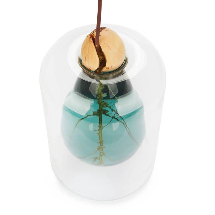 Balvi - Wholesale Vase - Avocado cultivator, Avocado Vase, green, glass3