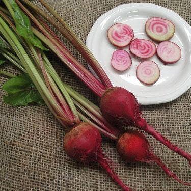 Sow True Seed - Wholesale Plant Seeds - Beet Seeds - Chioggia4