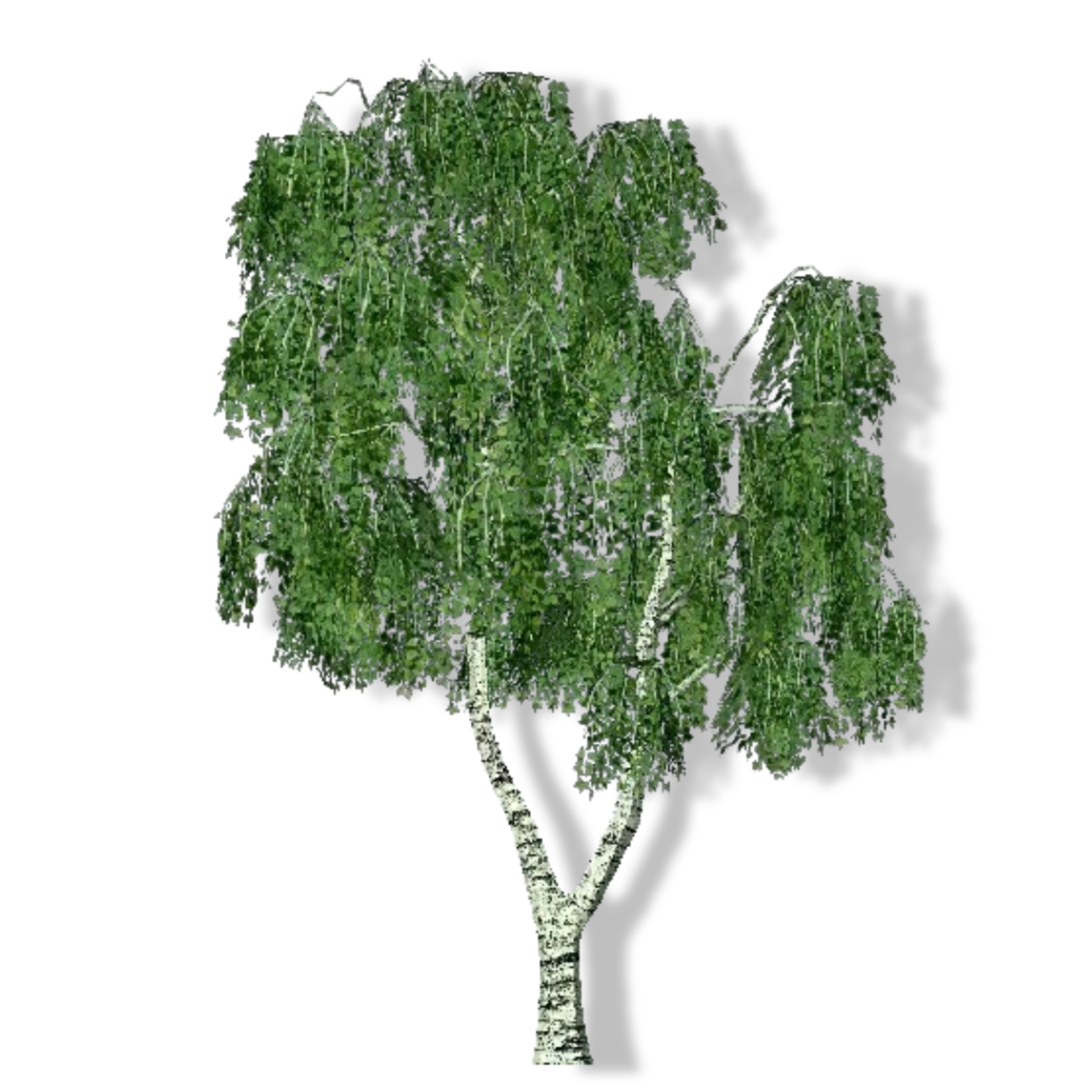 Arômes & Évasions - Wholesale Essential Oil - Essential Oil -Sweet Birch (Betula Lenta)1