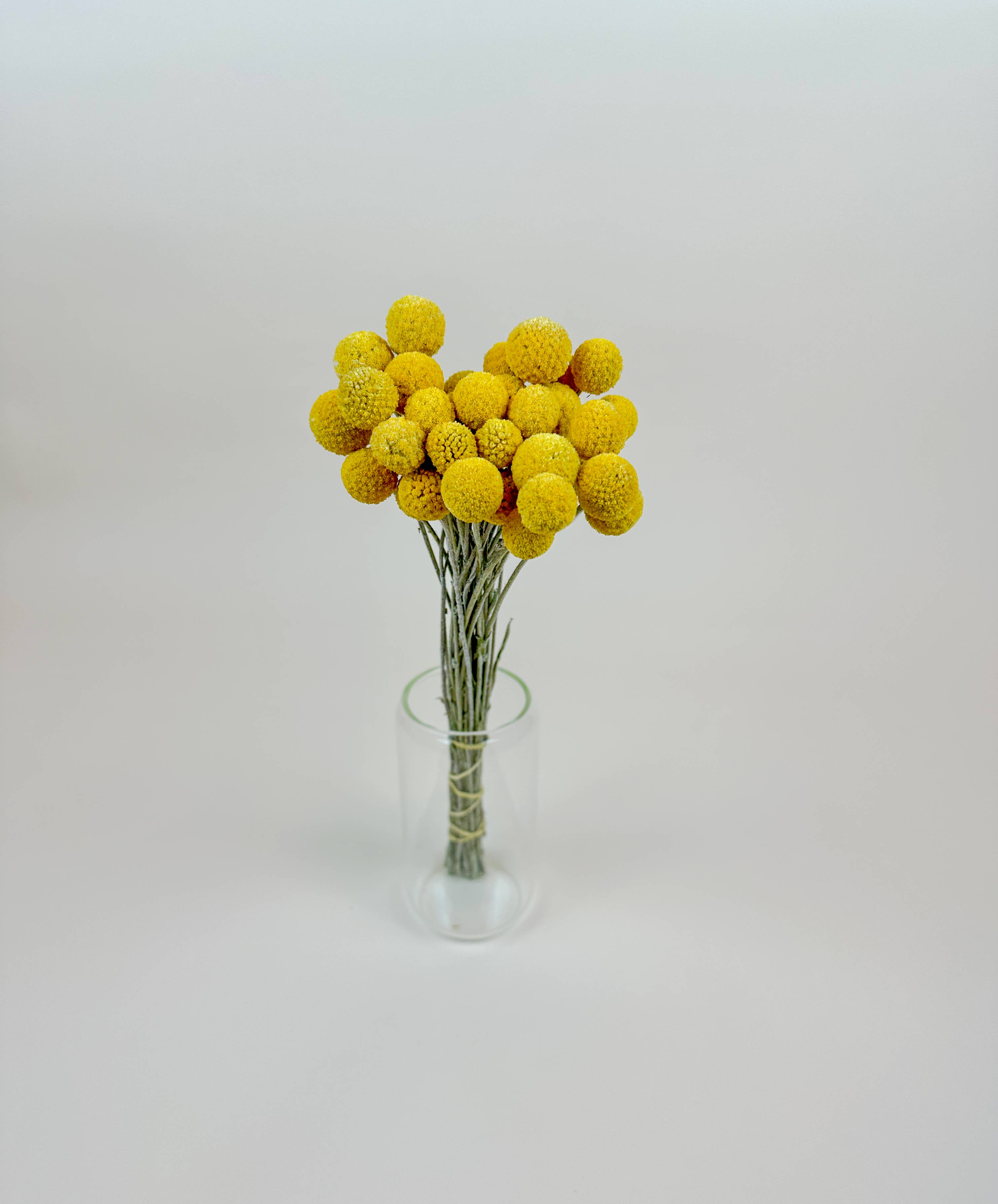 Lovejoy Farms Premium Dried Flowers - Wholesale Dried/Pressed Flowers - Craspedia (Drumstick Flower) – Naturally Air-Dried2