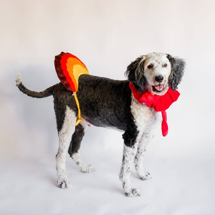 Midlee Designs – wholesale Dräkt - Hund – Midlee Turkiet Skägg & Svans Tacksägelse Kostym3