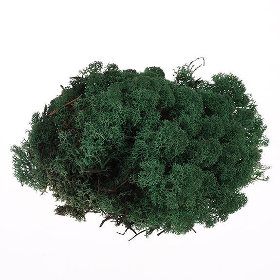 Dutch Flower Lady - Wholesale Dried/Pressed Flowers - Preserved Reindeer Moss 6 choose from colors4