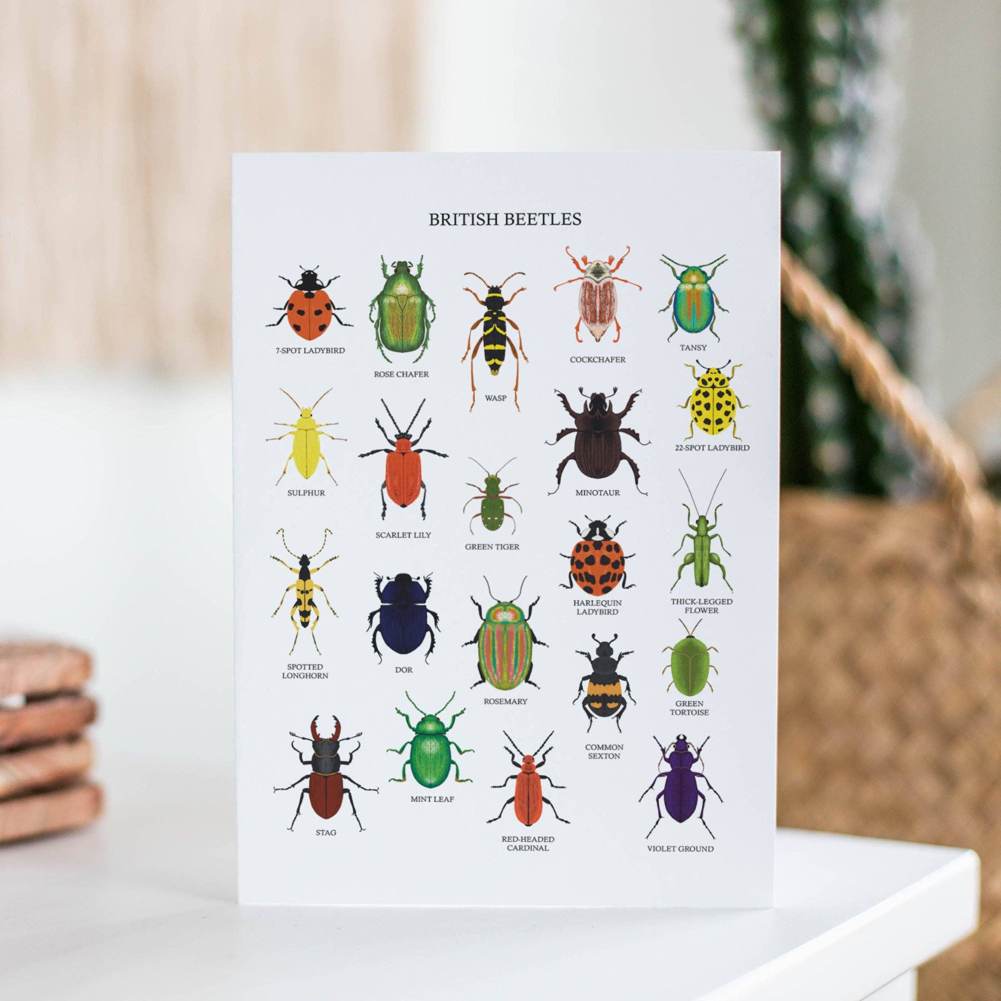 Sarah Frances - Wholesale Everyday Greeting Card - British Beetles Greetings Card1