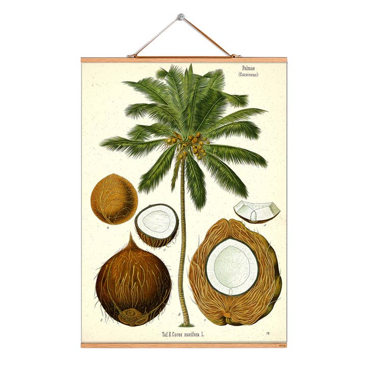 Scroll picture illustration # 003/Palm/Cocos Nucifera for wholesale by Eicie