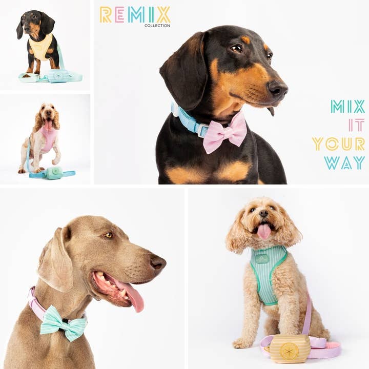 Wildling Pet Co. – Großhandel Fliege für Haustiere – Hund – Minty Hundeschleife
