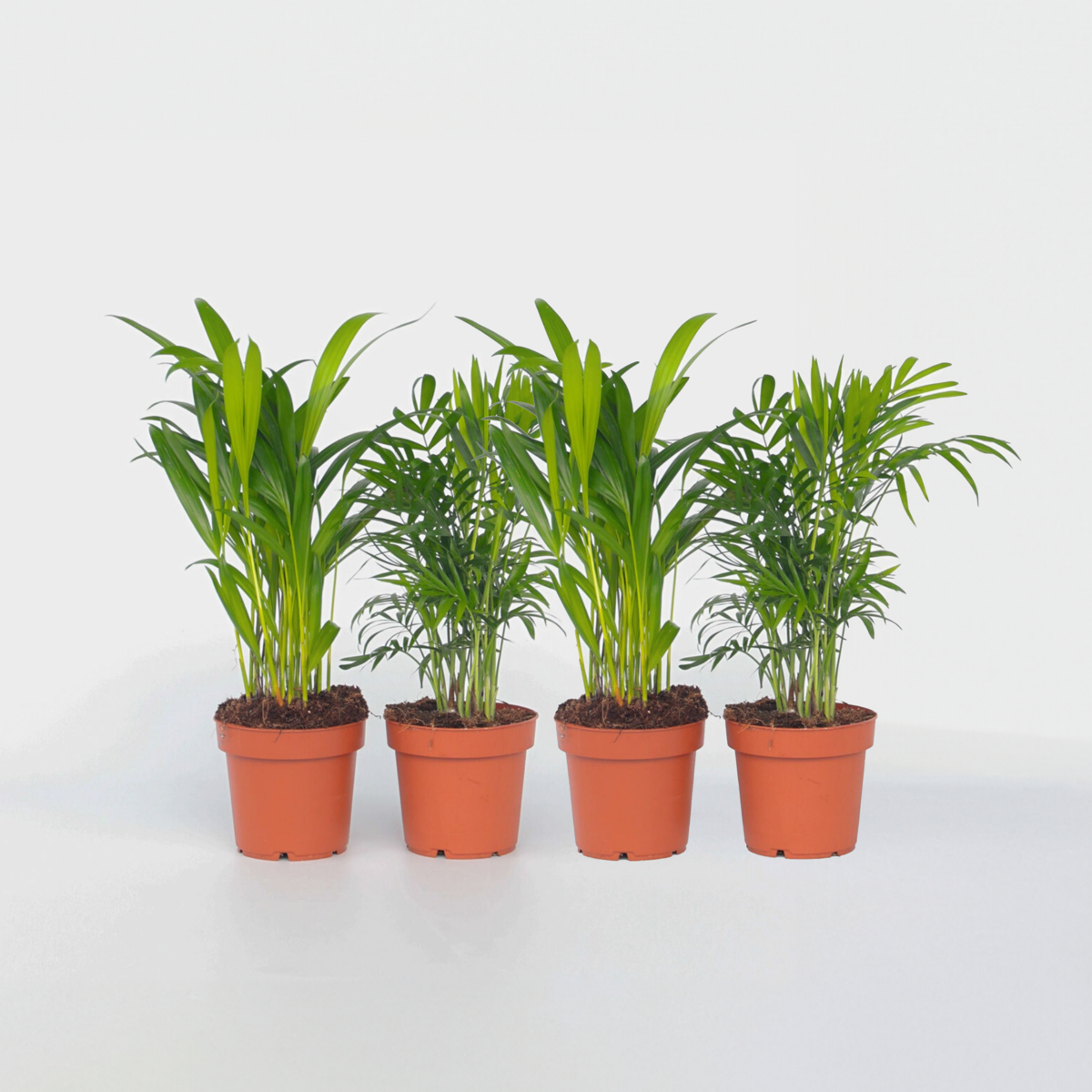 Oasis of Life - Wholesale Live Plant - Small room palms – 4 plants – Dypsis lutescens & Chamaedorea elegans – Height 25–40cm – Ø12cm – Air-purifying mini palms for indoor spaces – Easy care, tropical & decorative – Ideal for home & office0