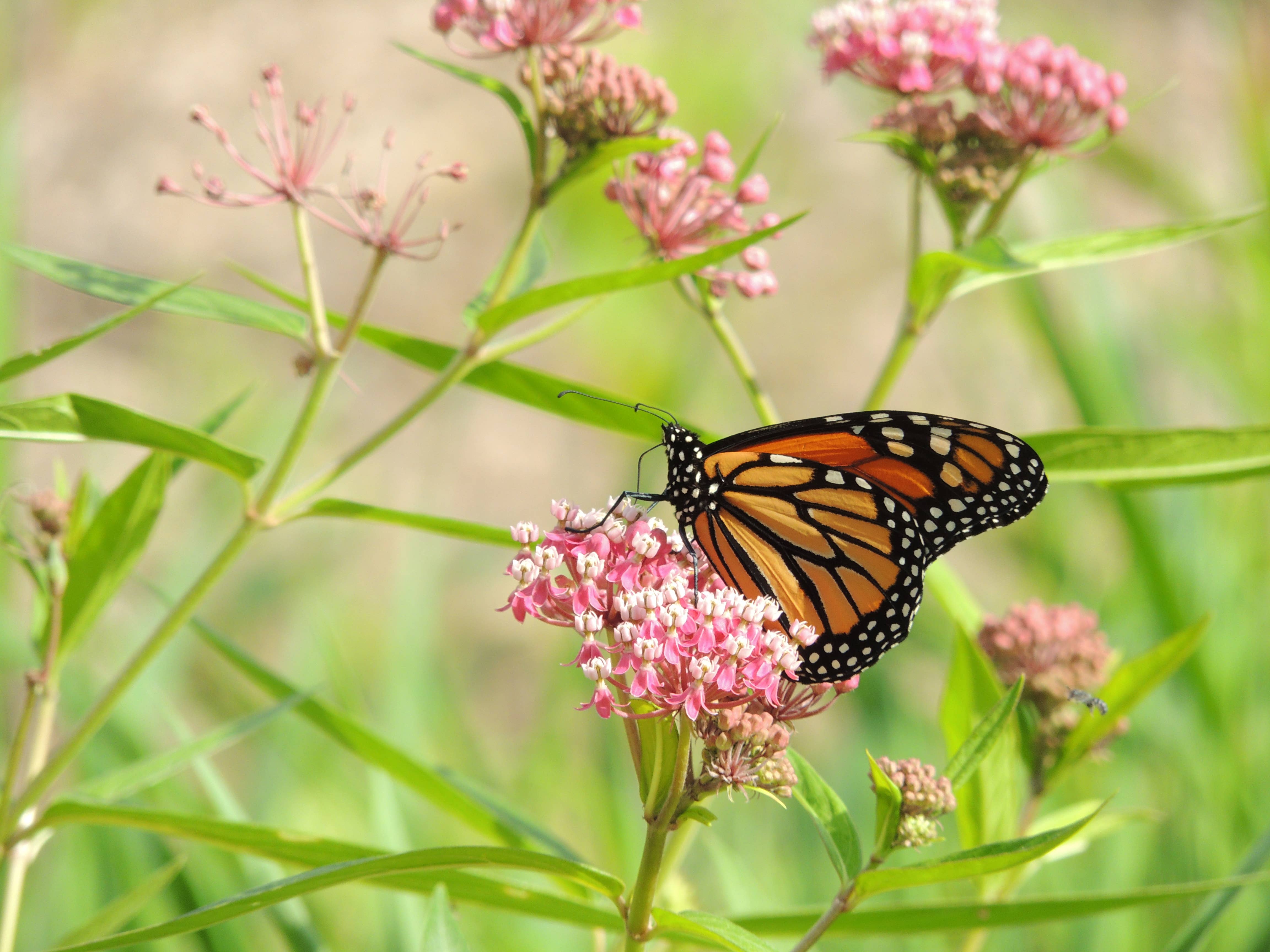 Bentley Seed Co. - Wholesale Plant Seeds - Help Save the Butterflies - Milkweed Mix Seed Packets8