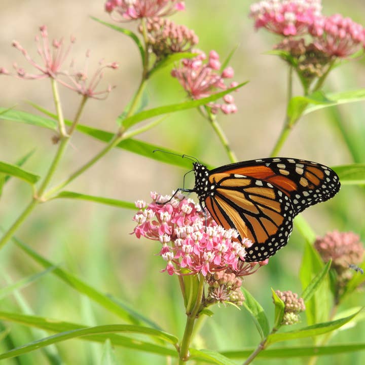 Bentley Seed Co. - Wholesale Plant Seeds - Help Save the Butterflies - Milkweed Mix Seed Packets8