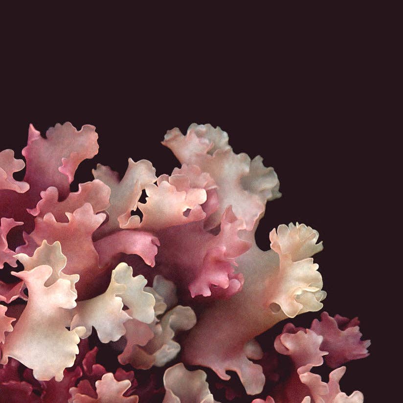 Raoul & Simone - Wholesale Art print - Irish Moss - La Pourpre (Chondrus crispus)3