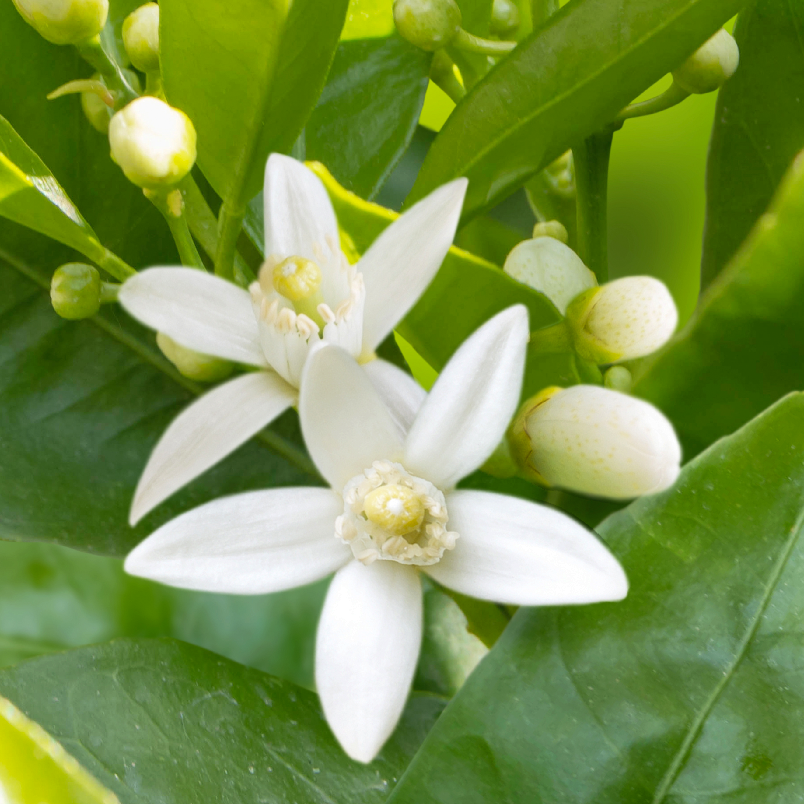 Mercede&Co - Wholesale Loose Tea - Bitter Orange Blossom7