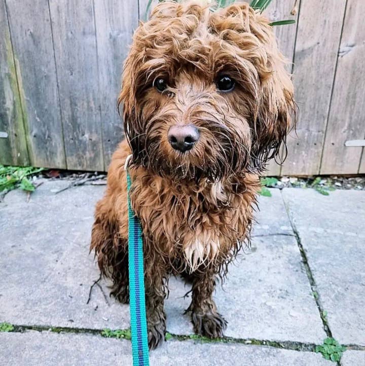 Reg&Bob - Wholesale Pet Leash - Dog - Reg&Bob Lead Jade stripe - Standard Size1