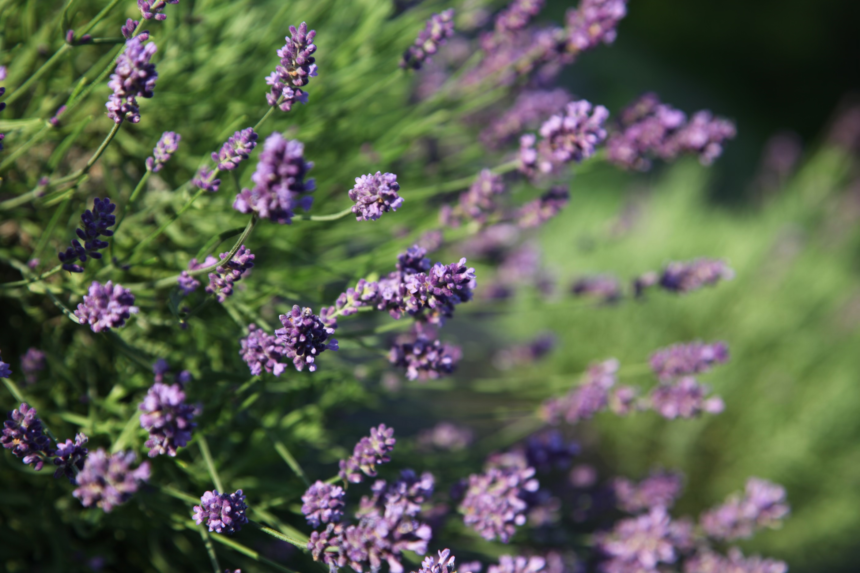 Lavender Haus - Wholesale Facial Steam - Lavender Facial Steam1