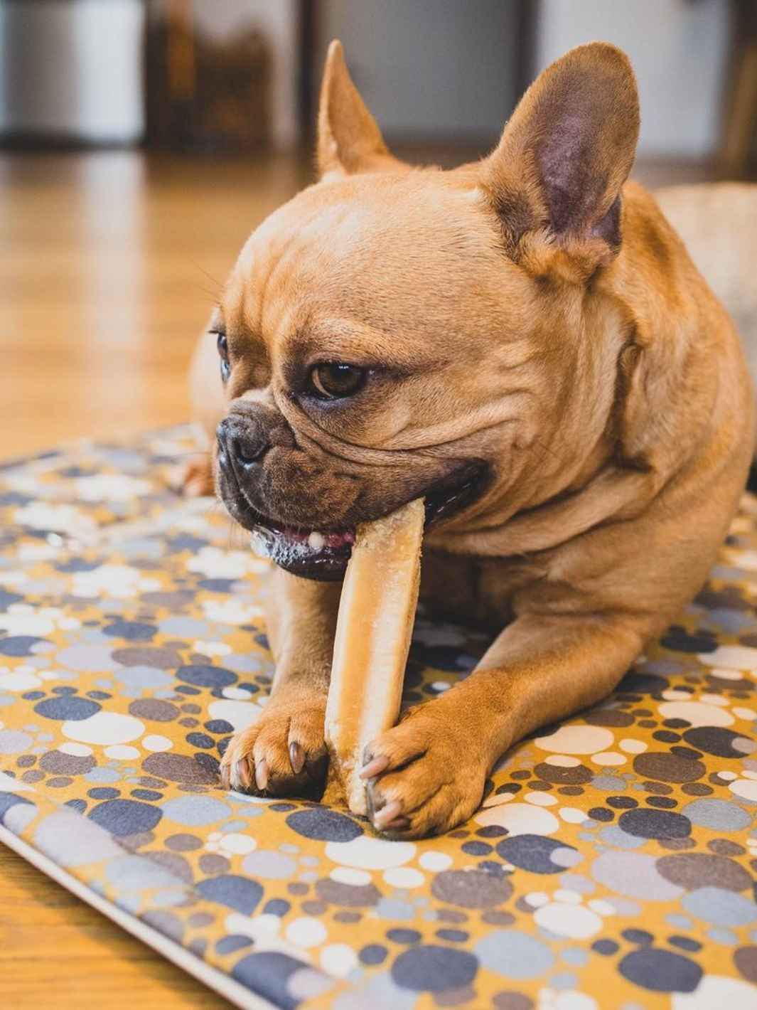 Truffe Délice - Wholesale Pet Treats - Dog - Yak cheese17