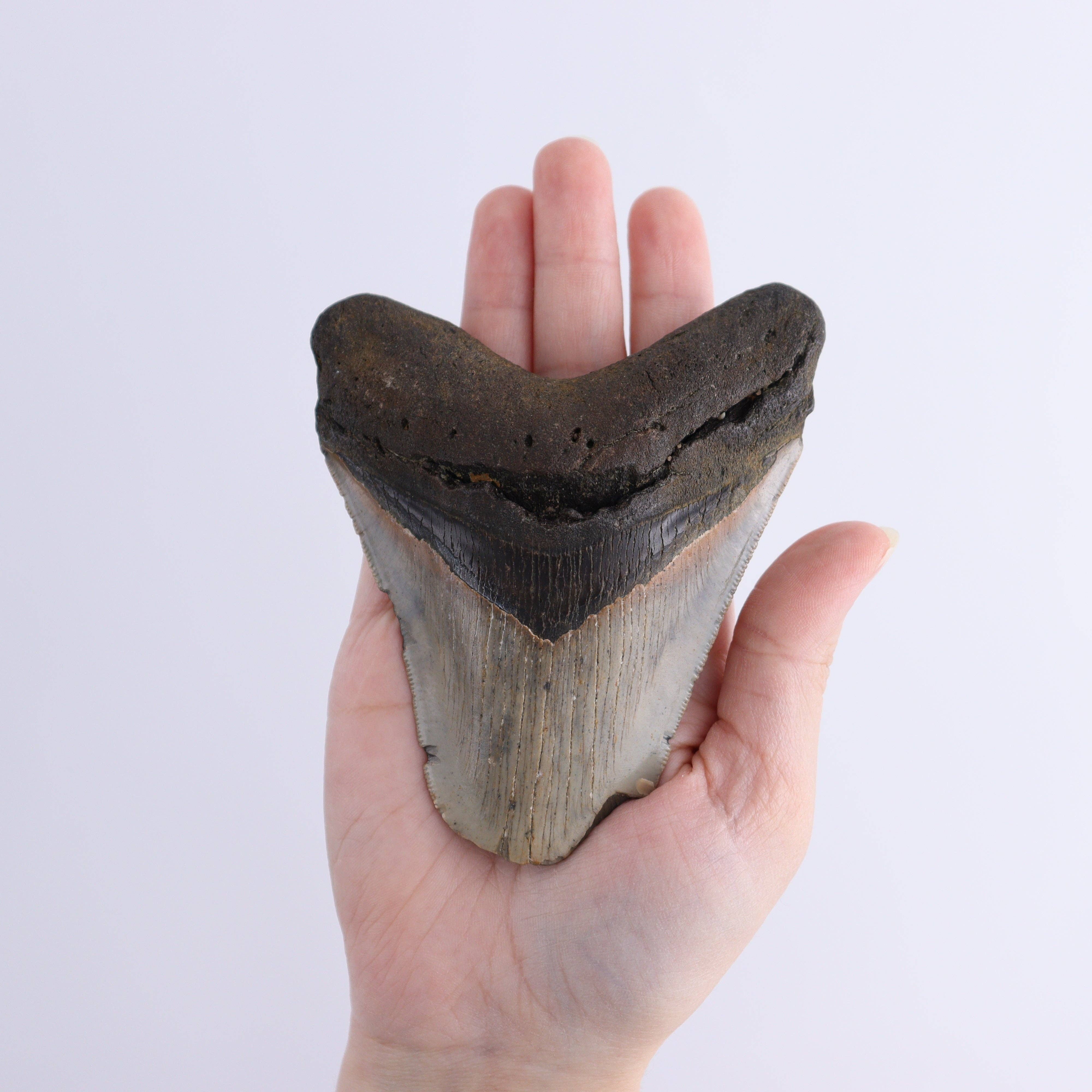 Mi Esperanza Minerals - Wholesale Decorative Tabletop Object - Megalodon Teeth Set of 35