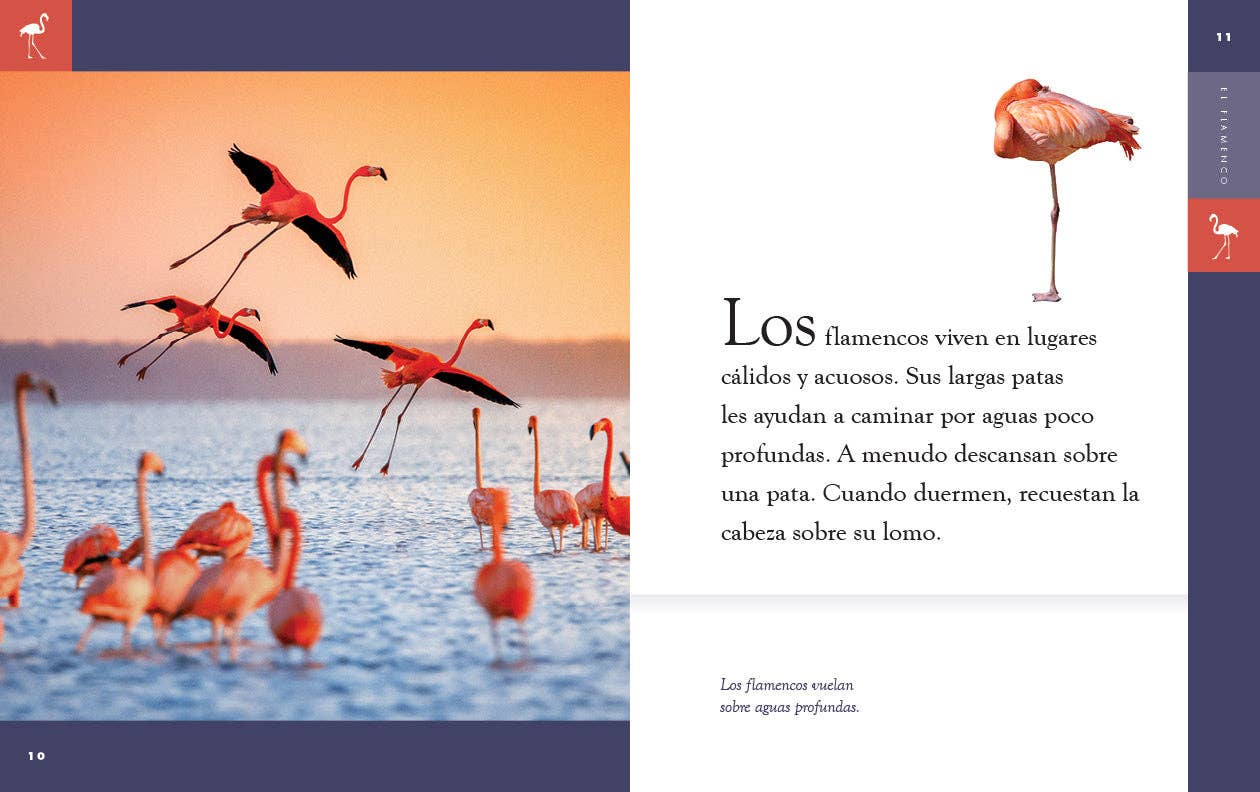 The Creative Company - Wholesale Nature & Outdoors - Planeta animal: El flamenco2