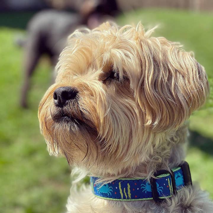 Up Country, Inc. - Wholesale Pet Collar - Dog - Crab Dog Collar