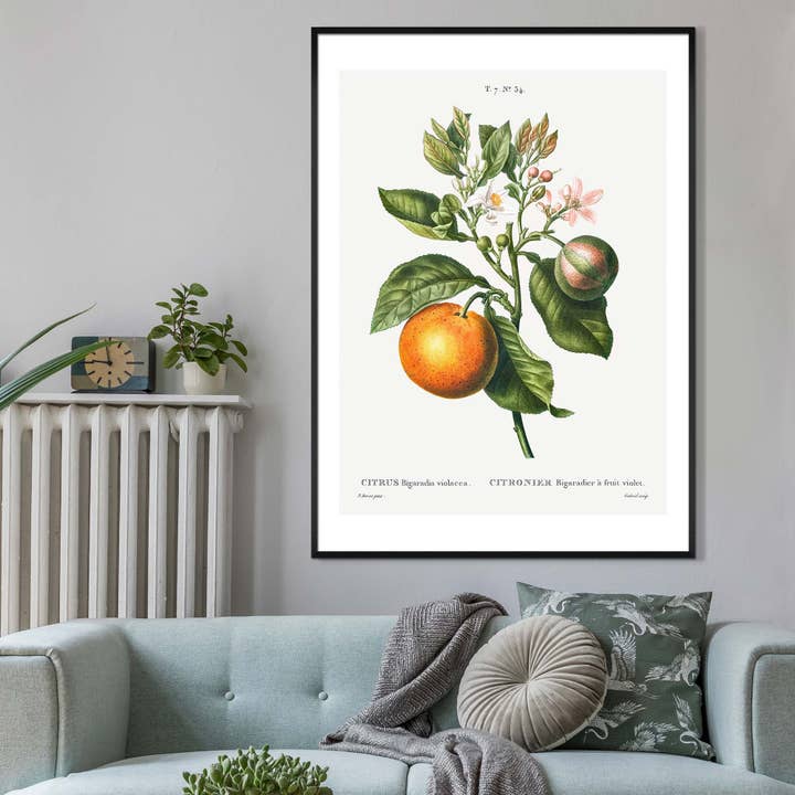 Bitter Orange Vintage Antique Print for wholesale by Ink & Drop