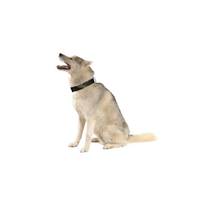 Bobby Canifrance - Vendita all'ingrosso Collare - Cani - Collare cane – Camouflage - Bobby1