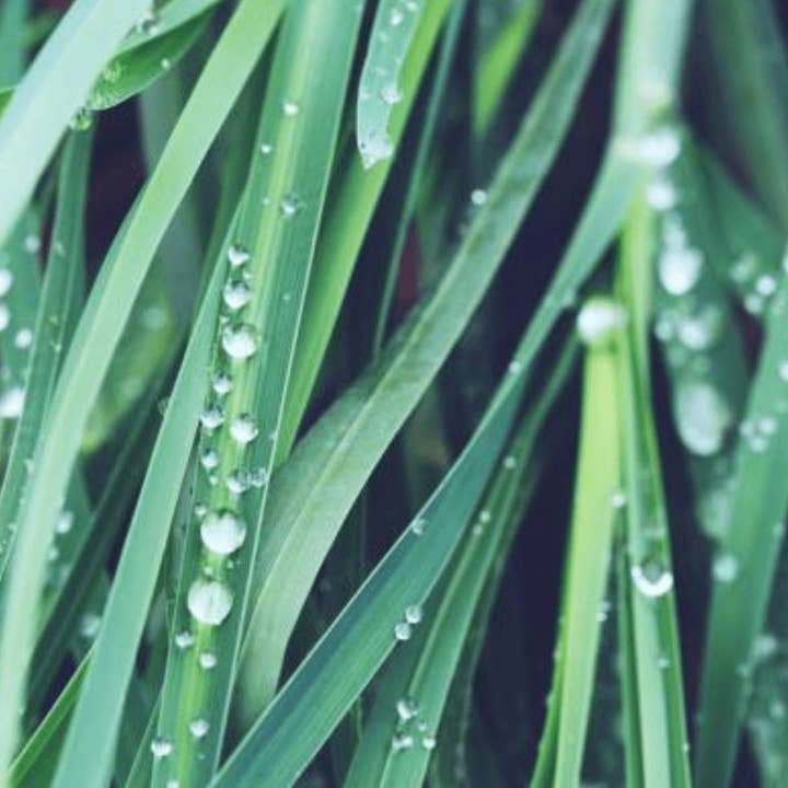 Citronella doftolja för wholesale av Craftiful