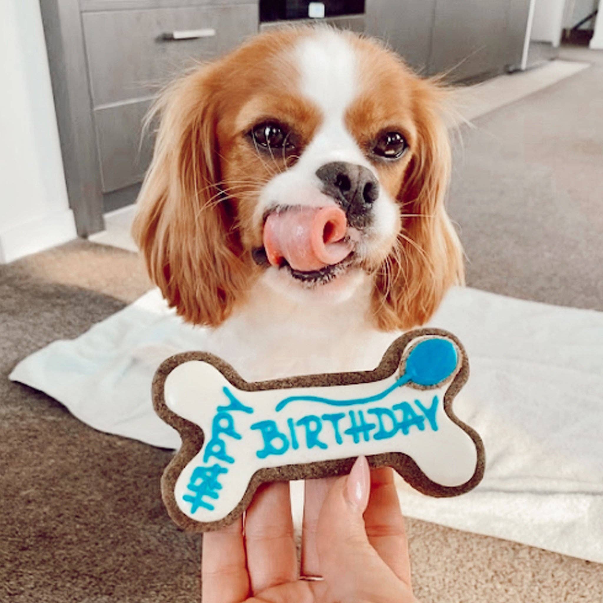 Golden Barkery - Wholesale Pet biscuits – Dog - Dog Biscuits - Happy Birthday Dog Bone5