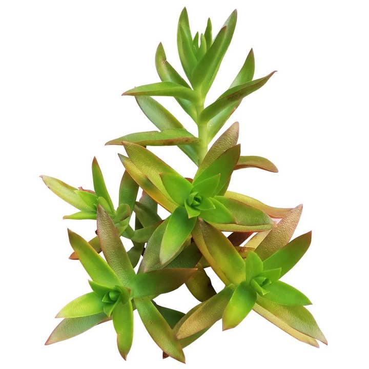 Best Plant Friend - Wholesale Succulent - Crassula Capitella Campfire - Live Succulent in 2in/4in Pot