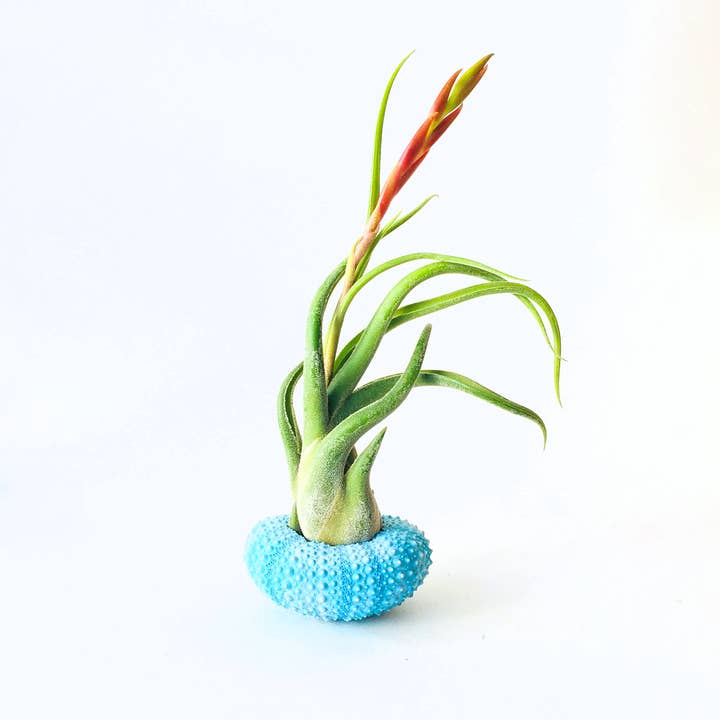 Mahalo Market - Venta al por mayor Macetas de interior - Planta de Aire + Erizo - Maceta de interior - Regalo de Pascua