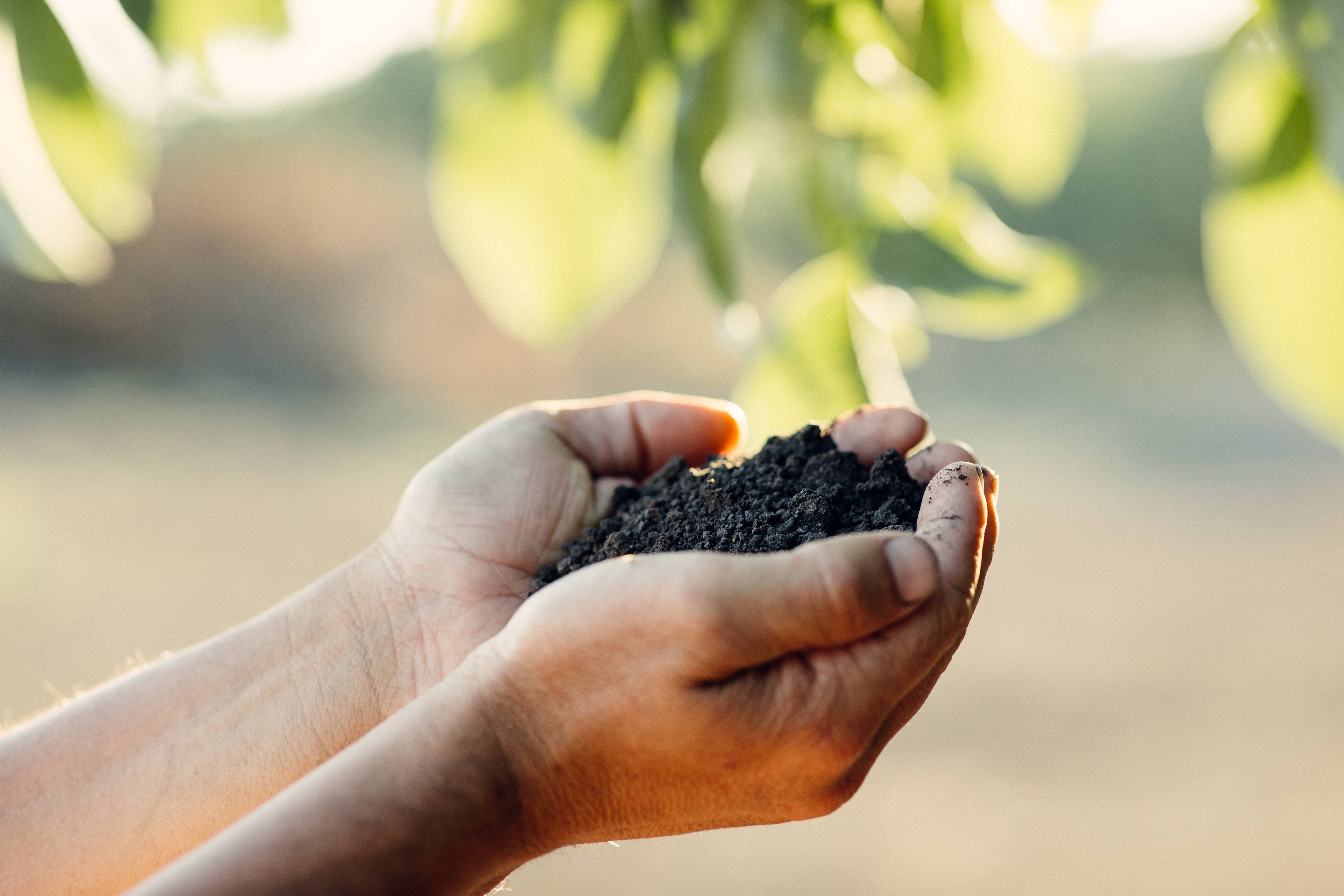 Bertagna Nut Company - Wholesale Nuts - Organic Chandler Walnuts2