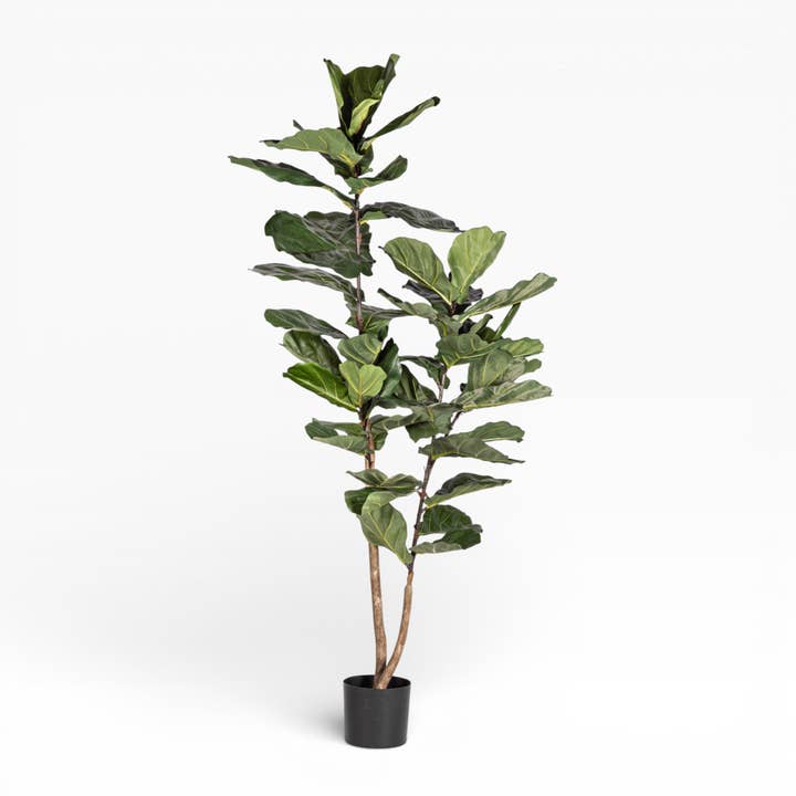 6' Fiddle Leaf Fig Tree FP1405 for wholesale by Replica Plants and Decor