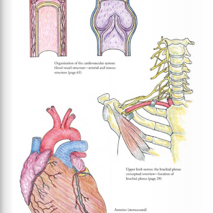 Wellspring - Wholesale Coloring Book - Adult - Coloring Book - Anatomy1