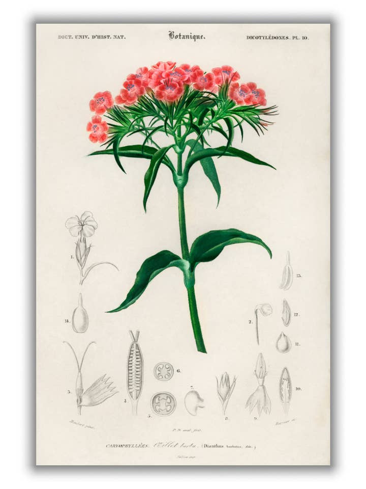 Doux William pour la vente par Stanley Print House