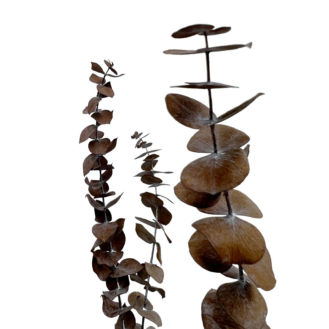 2626 Designs - Vente Fleur séchée/pressée - Feuilles d'eucalyptus petites préservées de 43 à 53 cm de long11