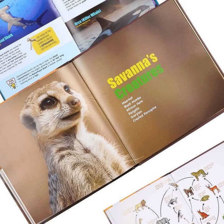 Abracadabra Books - Wholesale Early Reader Book (6-8) - Mini Explorers: Hardcover Box Set9