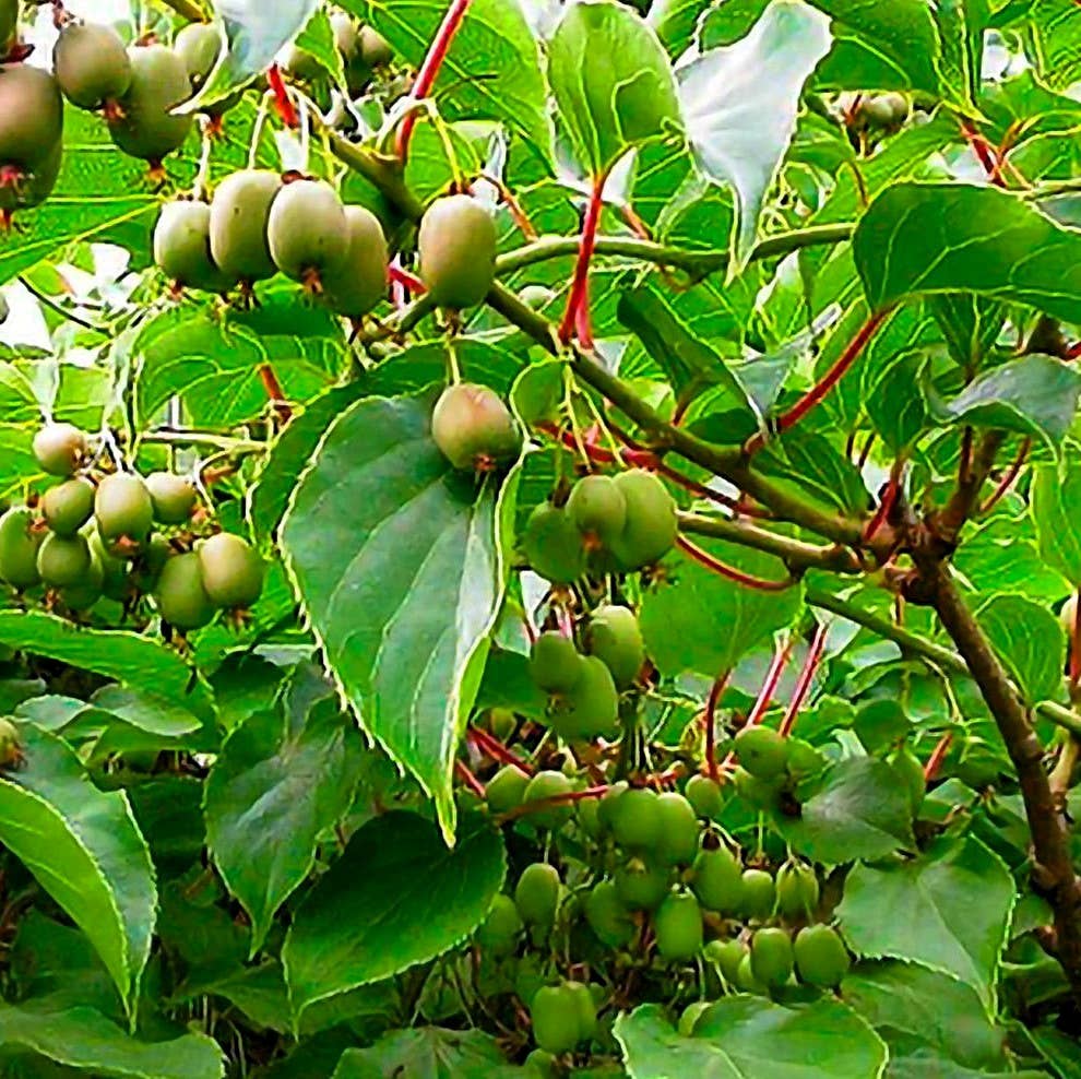 GardenPerspective - Wholesale Live plant - 2 - Kiwi Plant 6-10" Actinidia Deliciosa Tree Live Plant5