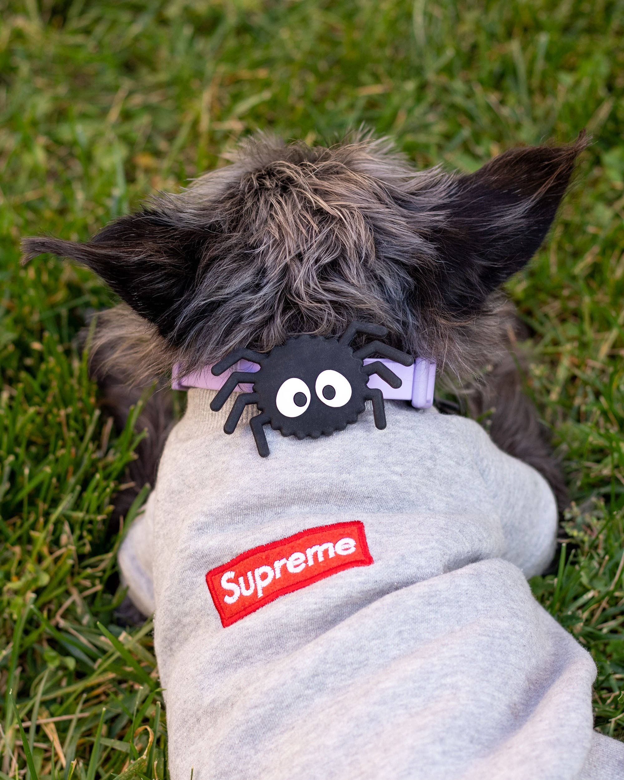 Jiby Dog Crew – wholesale Halsbandsberlock - Katt och hund – Sotig Spindel Jiby Hundcharm3