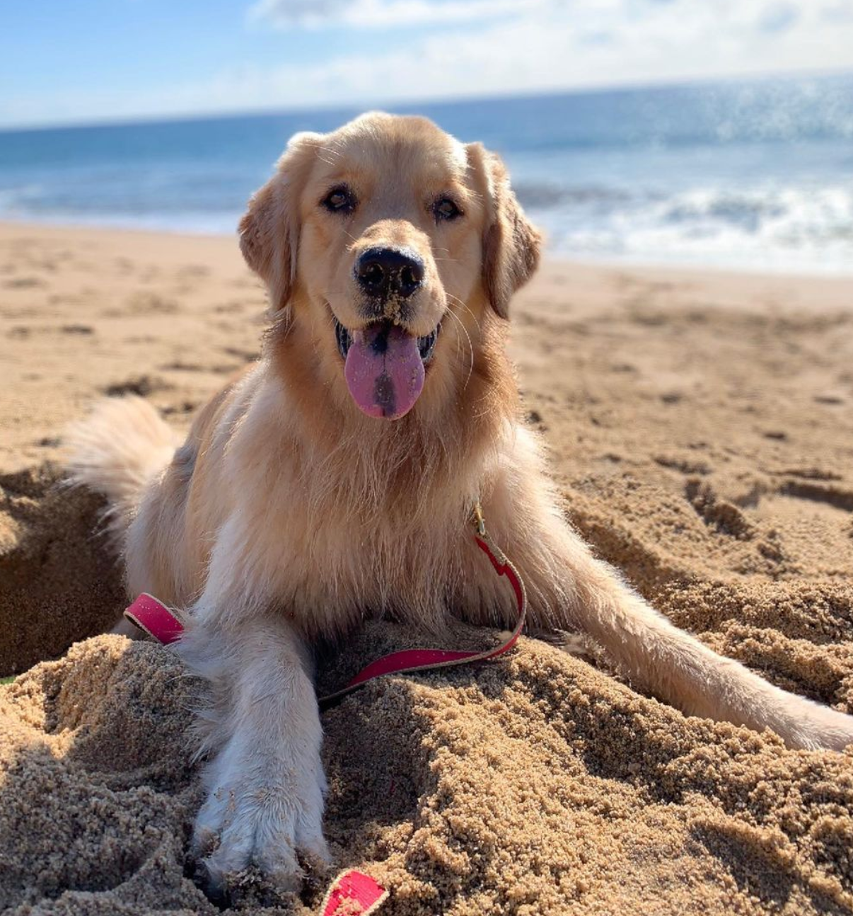 Up Country, Inc. - Wholesale Pet Leash - Dog - Color Market Dog Lead18