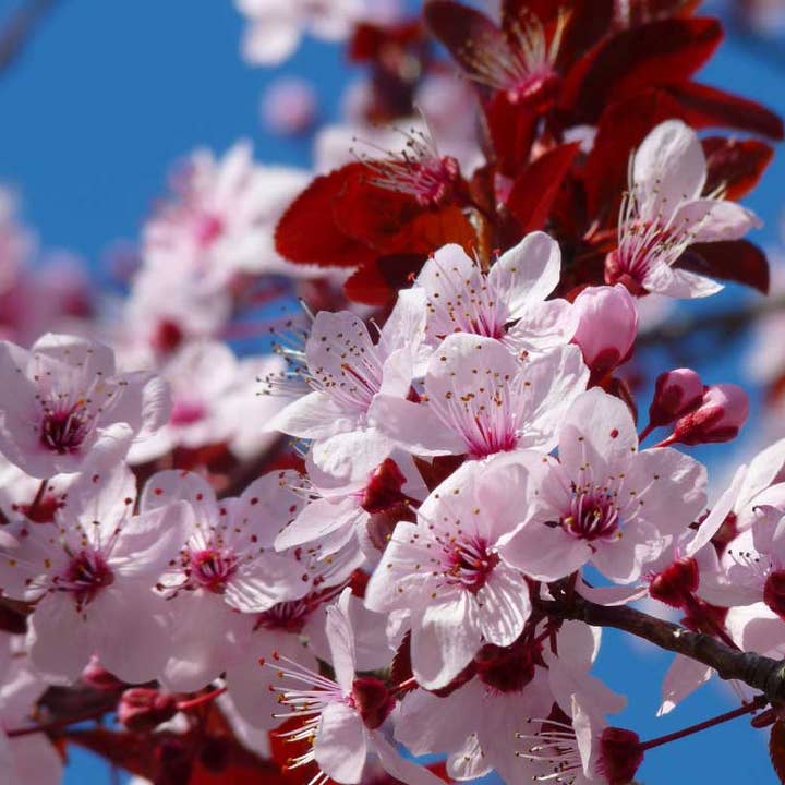 Japanese Cherry Blossom Compared to BBW for wholesale by Starlight Wholesale LLC.