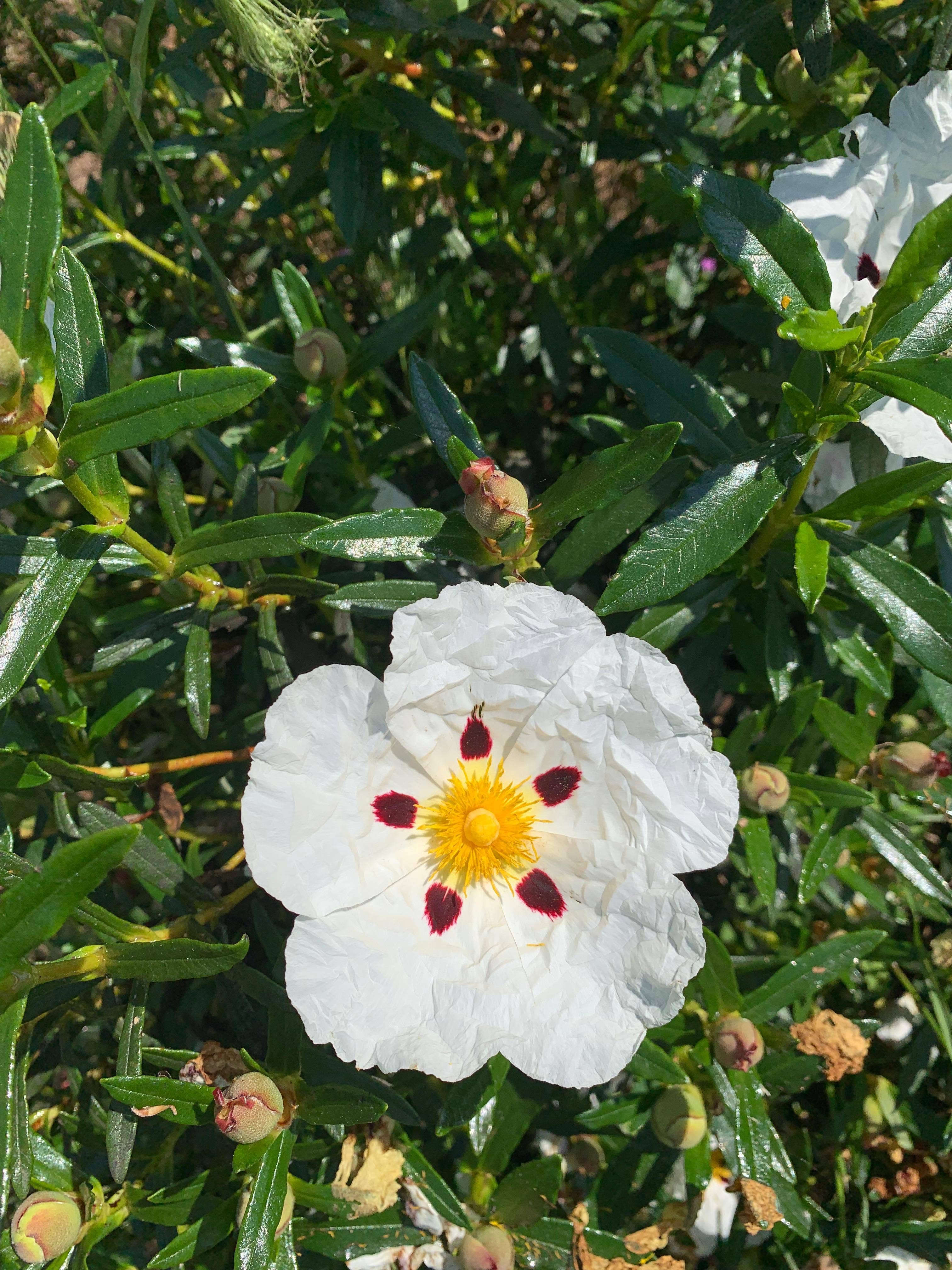 Essences Naturelles Corses - Wholesale Essential Oil - Cistus bio - Essential oil - Aromatherapy - 5ml3