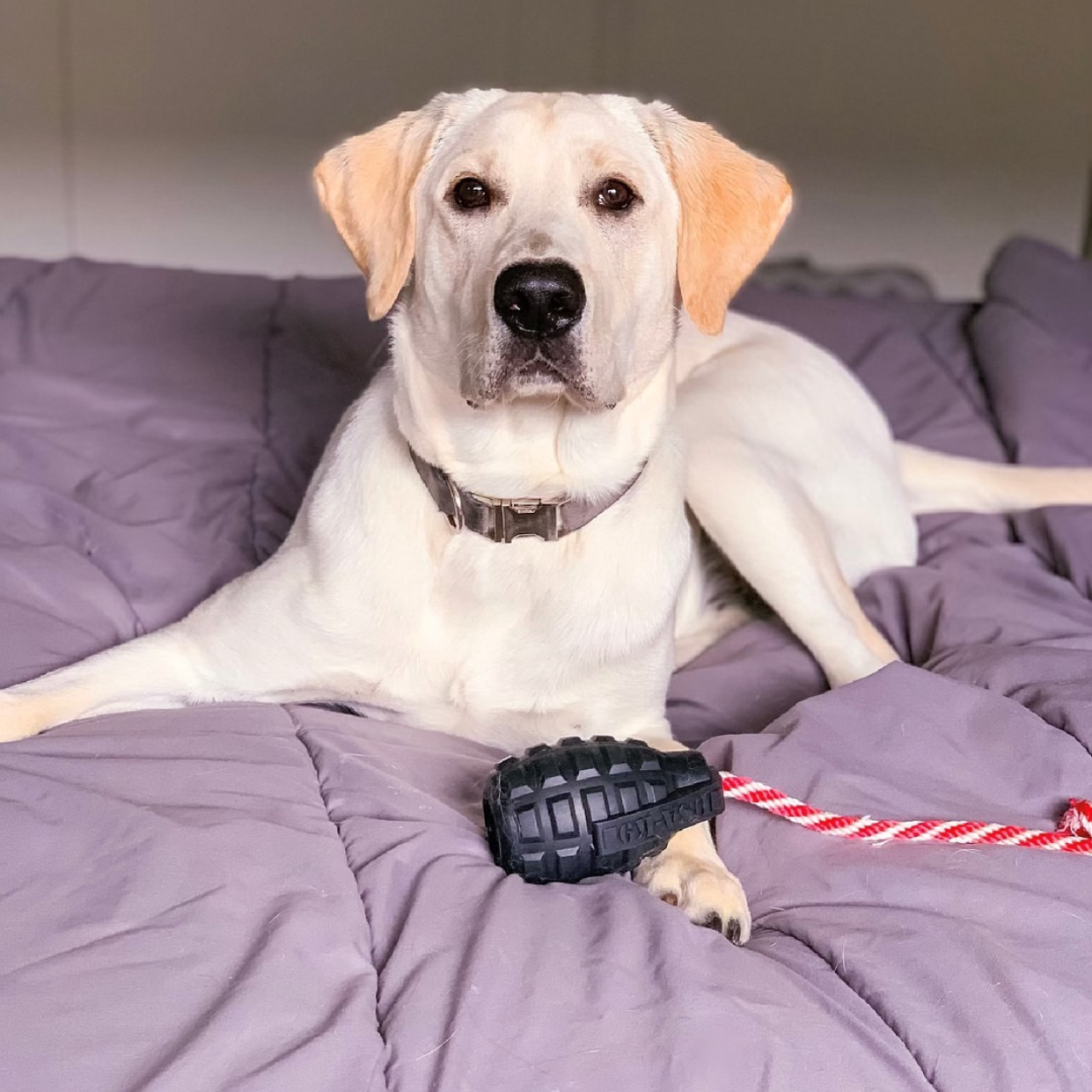 SodaPup Dog Toys - Vente Jouet à mâcher – chien - USA-K9 Magnum Grenade - Jouet à mâcher - Jouet récompense - Noir7